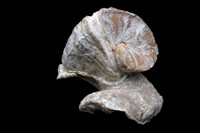 Toucasia transversa